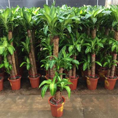 重慶植物租擺、植物銷售、園林綠化設(shè)計(jì)及養(yǎng)護(hù)管理