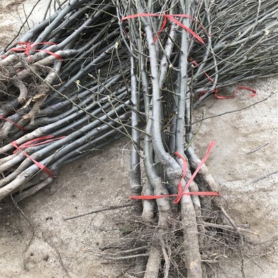 山東盛旺園藝場 優(yōu)質(zhì)秋月梨樹苗種植、批發(fā)與綠化管理服務(wù)