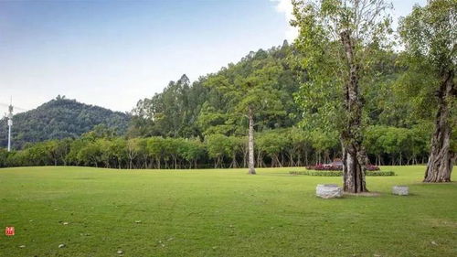 綠化管養(yǎng)有新招 樹(shù)木CT技術(shù)助力扮靚城市顏值